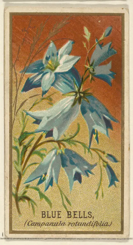 Bluebells (Campanula rotundifolia), from the Flowers series for Old Judge Cigarettes Wall Art by Goodwin & Company - High-Resolution Digital Print