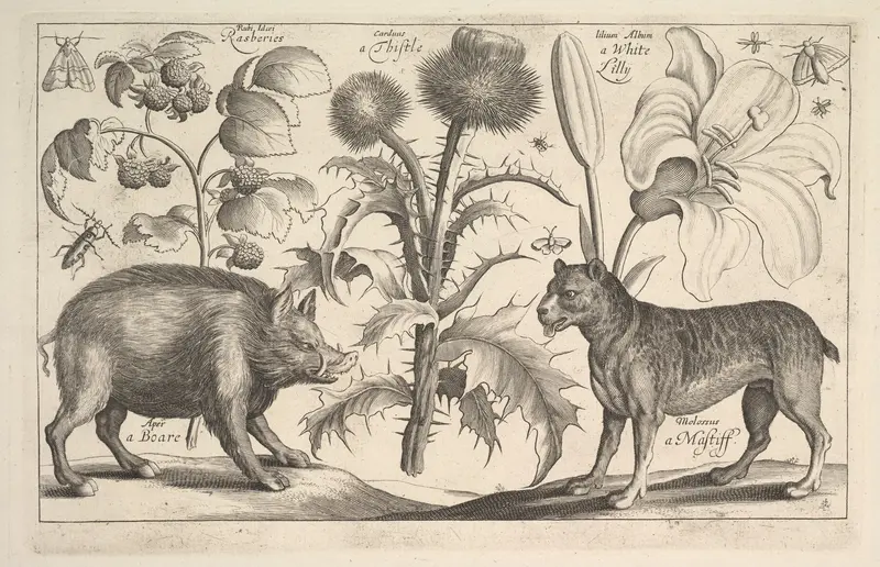 Boar and Mastiff Wall Art by Wenceslaus Hollar - High-Resolution Digital Print