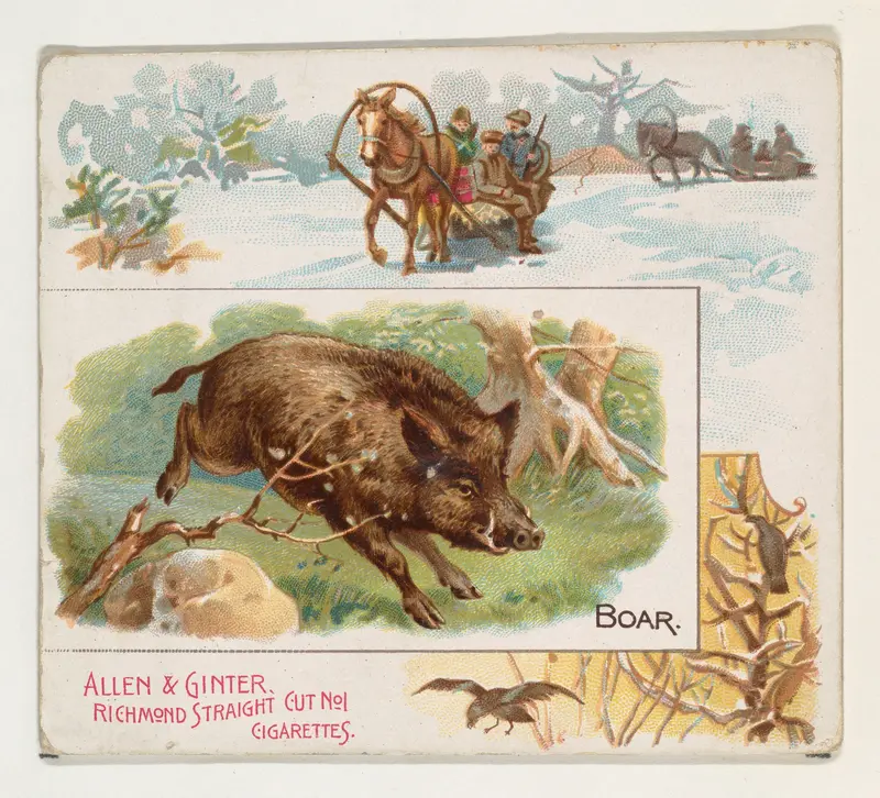 Boar, from Quadrupeds series (N41) for Allen & Ginter Cigarettes Wall Art by Allen & Ginter - High-Resolution Digital Print