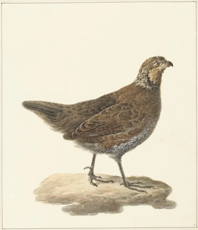 Bobwhite (Colinus virginianus) Wall Art by Pieter Pietersz. Barbiers - High-Resolution Digital Print