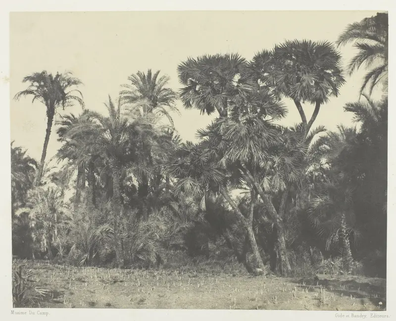 Bois de Dattiers et de Palmiers Doums, Haute-Egypte, plate 23 from the album "Egypte, Nubie, Palestine et Syrie" (1852)