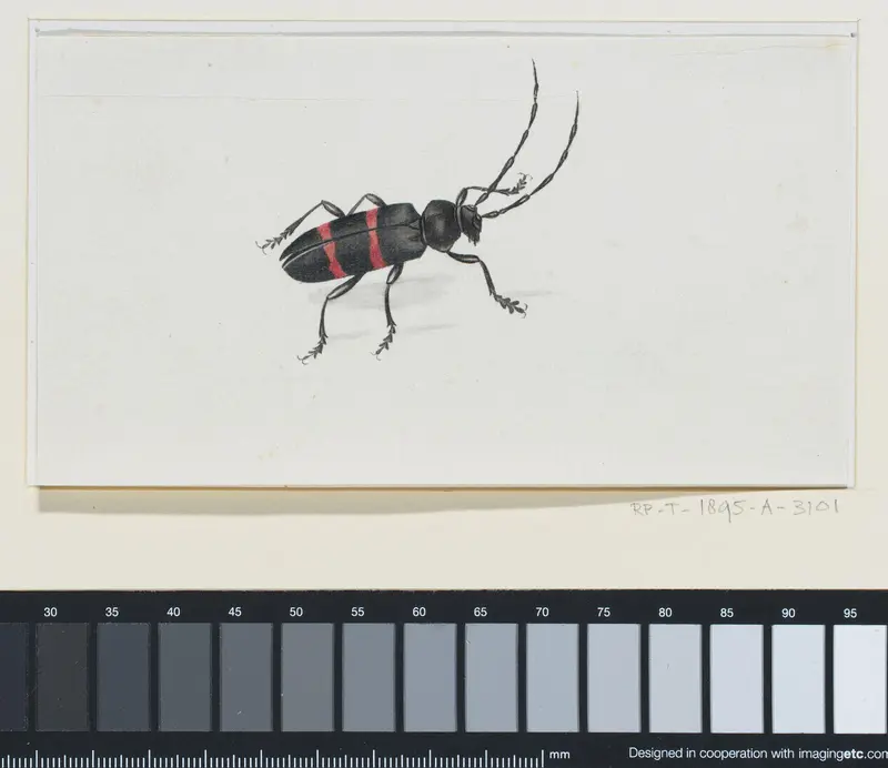 Boktor, naar rechts Wall Art by Adriaan van der Willigen - High-Resolution Digital Print