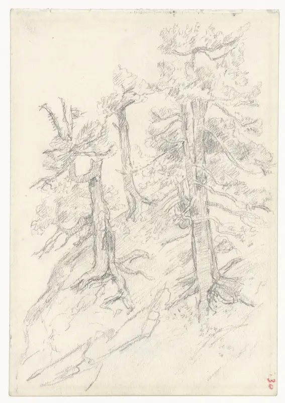 Bomen op een helling