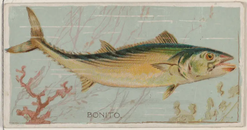 Bonito, from the series Fishers and Fish (N74) for Duke brand cigarettes Wall Art by Knapp & Company - High-Resolution Digital Print