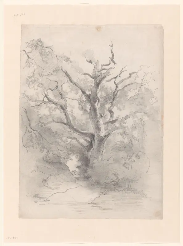 Boomstudie, van een oude eik in een bos Wall Art by Karel Elias van Toulon - High-Resolution Digital Print