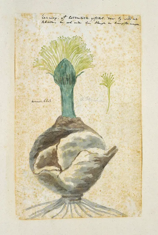 Boophone haemanthoides F.M. Leighton, formerly Amaryllis distycha (Bushman poison-bulb, or Oxkiller) Wall Art by Robert Jacob Gordon - High-Resolution Digital Print