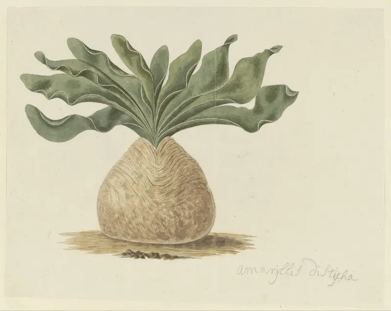 Boophone haemanthoides F.M. Leighton (Hottentots poison-bulb, or giftbol) Wall Art by Robert Jacob Gordon - High-Resolution Digital Print