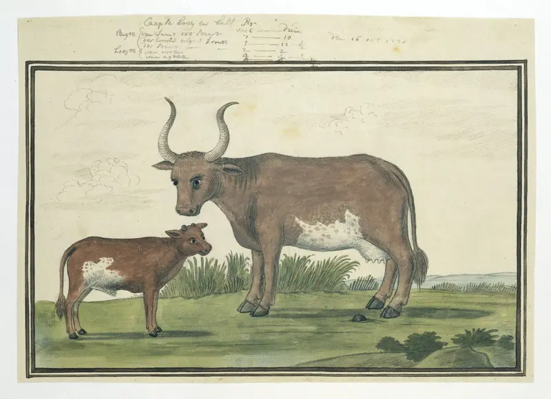 Bos taurus: Cape cow and calf Wall Art by Robert Jacob Gordon - High-Resolution Digital Print