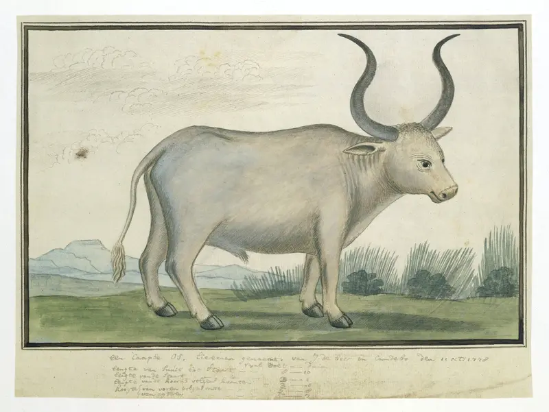 Bos taurus: Kaapse Os Wall Art by Robert Jacob Gordon - High-Resolution Digital Print