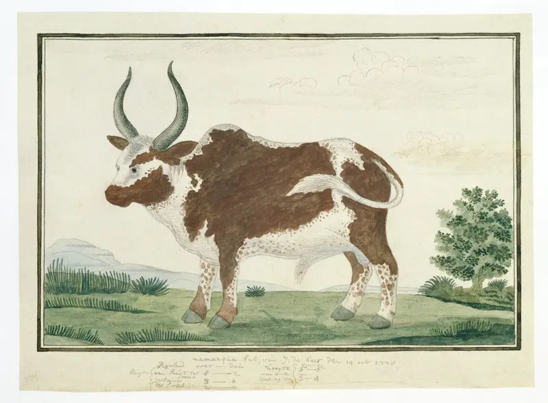 Bos taurus: Namaqua os of "nomgo” Wall Art by Robert Jacob Gordon - High-Resolution Digital Print