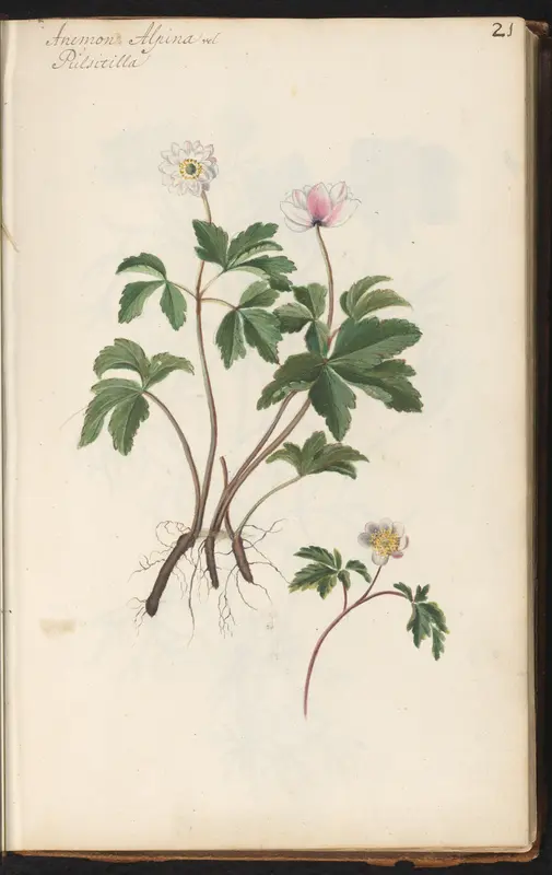 Bosanemoon (Anemone nemorosa) Wall Art by anonymous - High-Resolution Digital Print