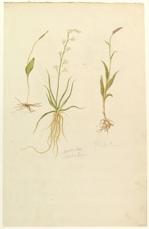 Botanical Studies (recto); Botanical Studies (verso) Wall Art by Anonymous, French, 19th century - High-Resolution Digital Print