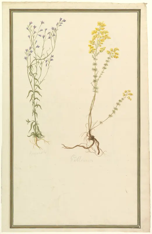 Botanical Studies Wall Art by Anonymous, French, 19th century - High-Resolution Digital Print