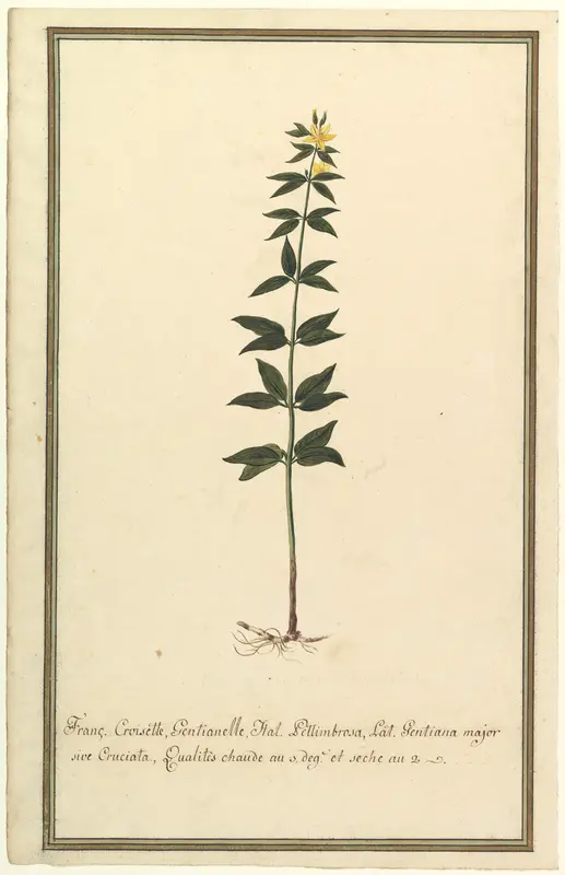 Botanical Study of a type of Yellow Gentian (genus Gentiana Major) (recto); Botanical Study of the Ascyrum Hypericoides (verso) Wall Art by Anonymous, French, 19th century - High-Resolution Digital Print