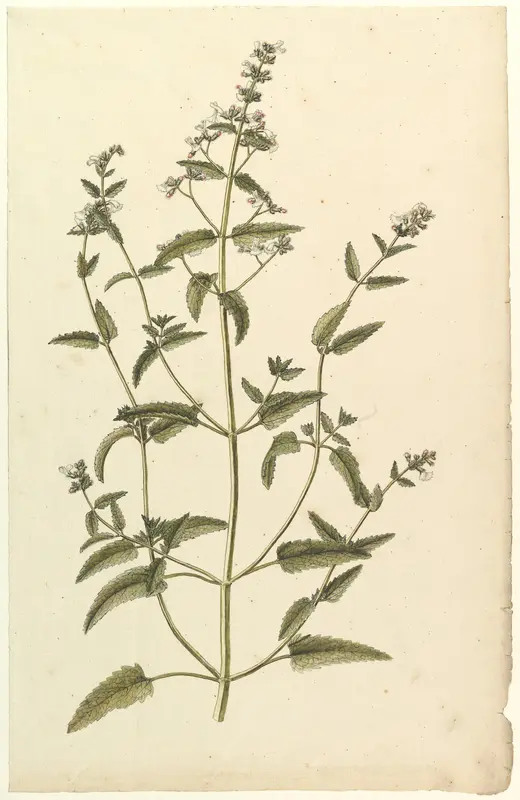 Botanical Study with a Species of the Nettle Family (genus Urtica) Wall Art by Anonymous, French, 19th century - High-Resolution Digital Print