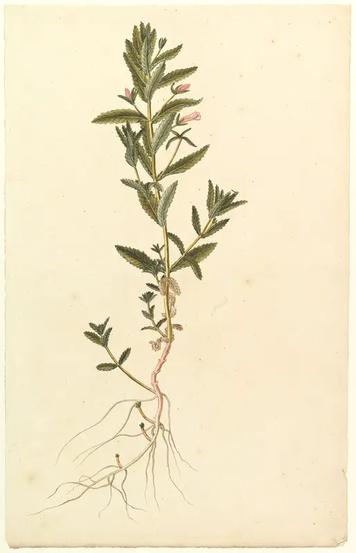 Botanical Study Wall Art by Anonymous, French, 19th century - High-Resolution Digital Print