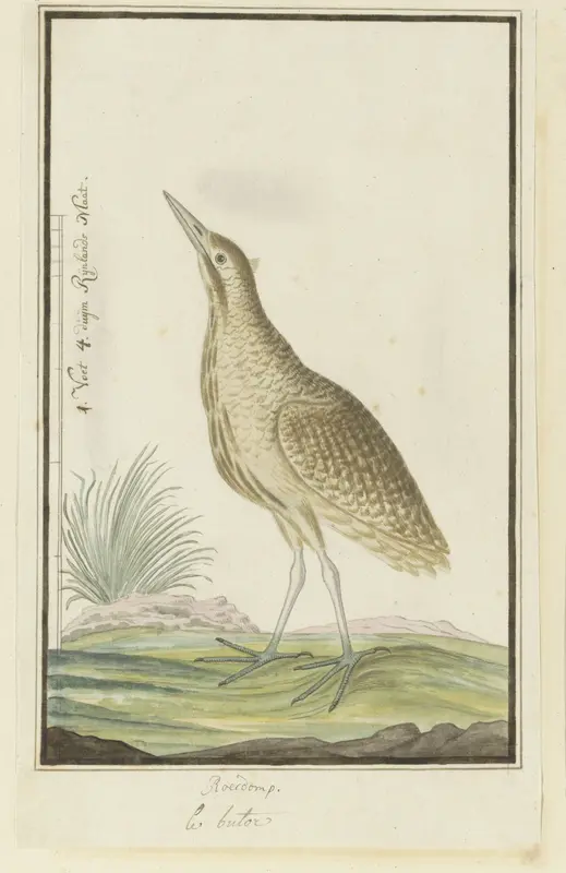 Botaurus stellaris capensis (Roerdomp) Wall Art by Robert Jacob Gordon - High-Resolution Digital Print