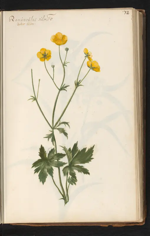 Boterbloem (Ranunculus) Wall Art by anonymous - High-Resolution Digital Print