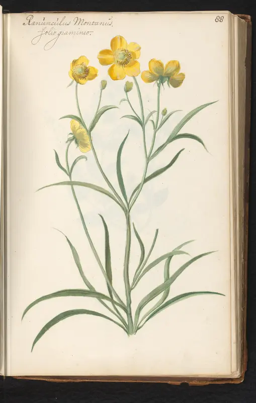 Boterbloem (ranunculus montanus) Wall Art by anonymous - High-Resolution Digital Print