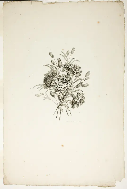 Bouquet with Carnations, from Collection of Different Bouquets of Flowers, Invented and Drawn by Jean Pillement and Engraved by P. C. Canot