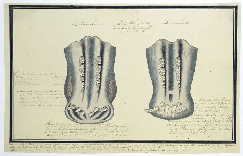 Boven en onder- kaak van Hippopotamus amphibius (Nijlpaard) Wall Art by Robert Jacob Gordon - High-Resolution Digital Print