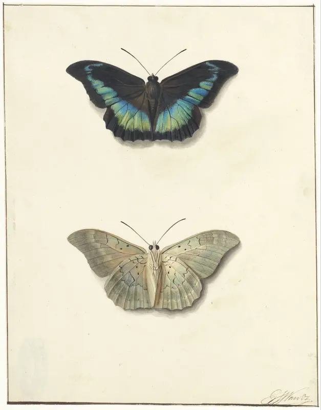 Boven- en onderaanzicht van een vlinder Wall Art by Georgius Jacobus Johannes van Os - High-Resolution Digital Print