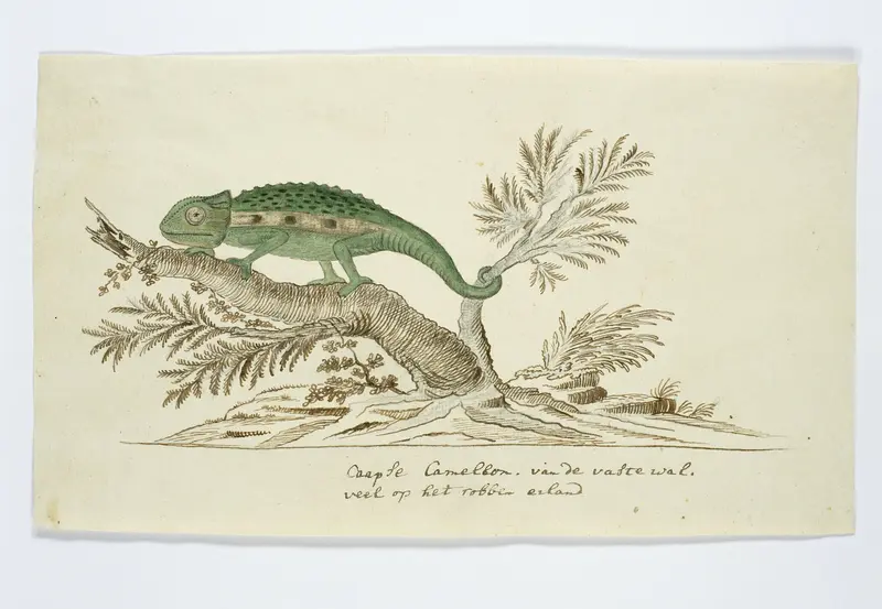 Bradypodion pumilum (Dwergkameleon) Wall Art by Unknown - High-Resolution Digital Print