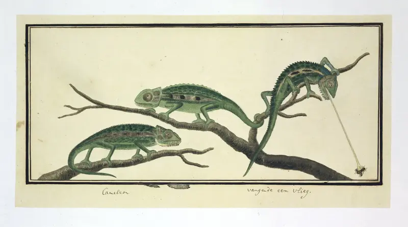 Bradypodion pumilum in drie houdingen (Dwergkameleon) Wall Art by Unknown - High-Resolution Digital Print