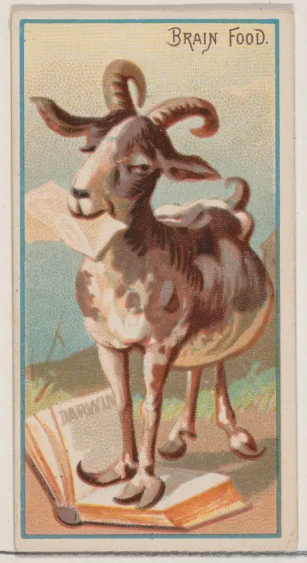 Brain Food, from the Jokes series (N87) for Duke brand cigarettes Wall Art by W. Duke, Sons & Co. - High-Resolution Digital Print