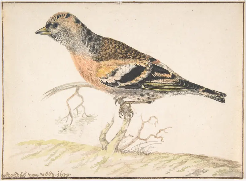 Bramling (Fringilla Montifringilla) Wall Art by Gerardus van Veen - High-Resolution Digital Print