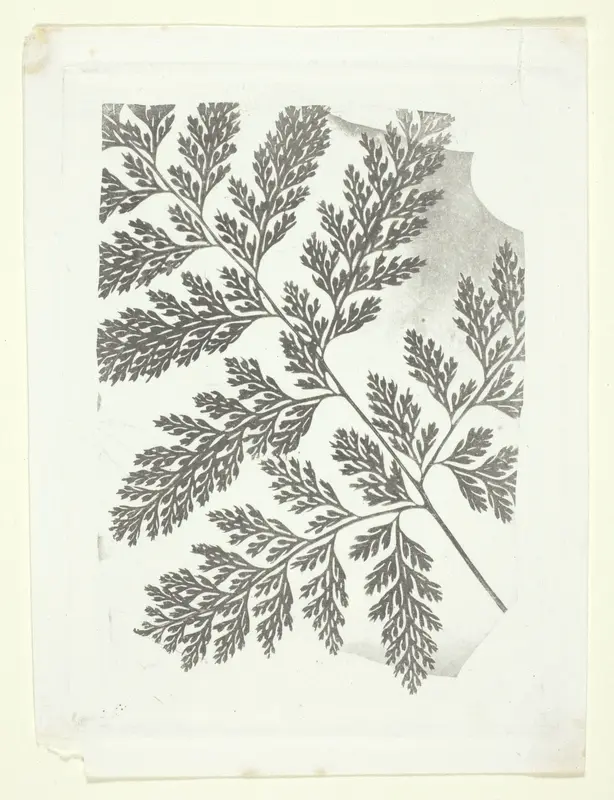 Branch of a Fern Wall Art by William Henry Fox Talbot - High-Resolution Digital Print
