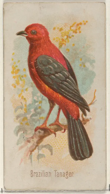 Brazilian Tanager, from the Song Birds of the World series (N23) for Allen & Ginter Cigarettes Wall Art by Allen & Ginter - High-Resolution Digital Print