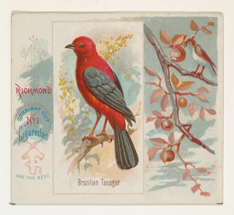Brazilian Tanager, from the Song Birds of the World series (N42) for Allen & Ginter Cigarettes Wall Art by Allen & Ginter - High-Resolution Digital Print