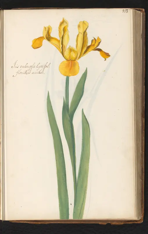 Breedbladige gele lis (Iris) Wall Art by anonymous - High-Resolution Digital Print