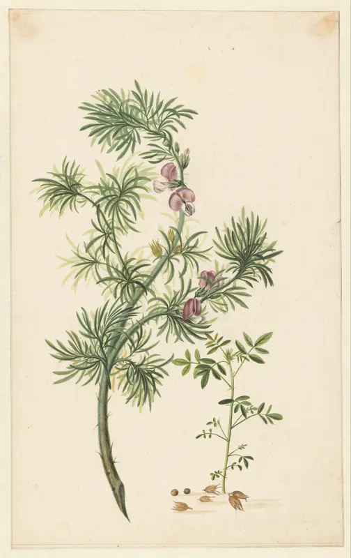 Brem (Genista) Wall Art by Herman Henstenburgh - High-Resolution Digital Print