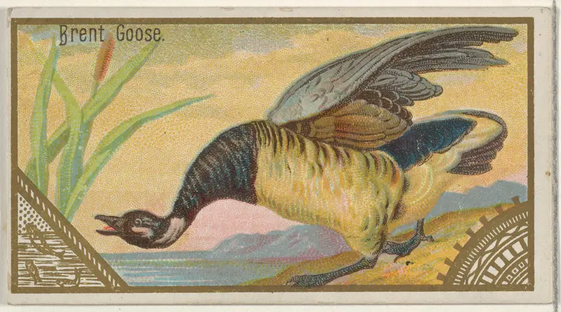 Brent Goose, from the Game Birds series (N13) for Allen & Ginter Cigarettes Brands Wall Art by Allen & Ginter - High-Resolution Digital Print