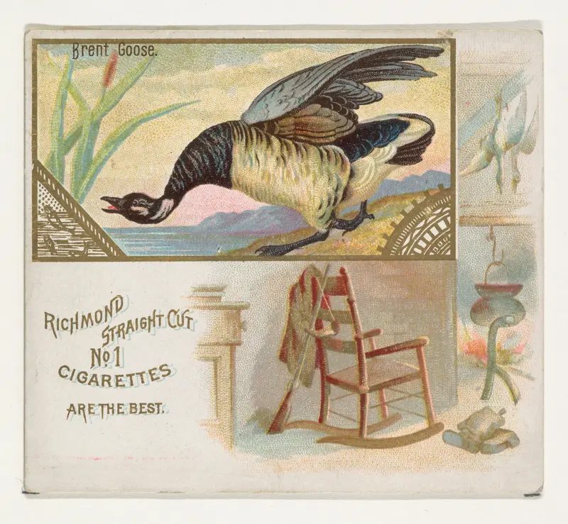 Brent Goose, from the Game Birds series (N40) for Allen & Ginter Cigarettes Wall Art by Allen & Ginter - High-Resolution Digital Print