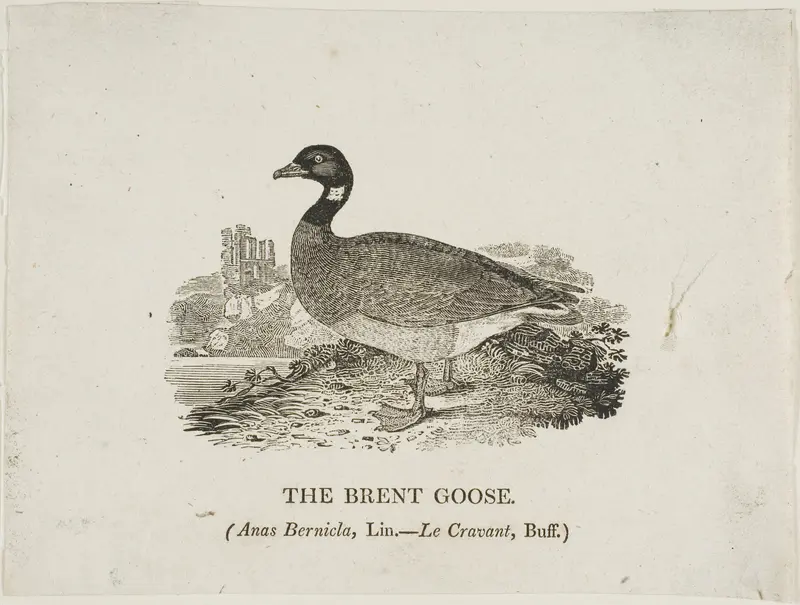 Brent Goose Wall Art by Thomas Bewick - High-Resolution Digital Print