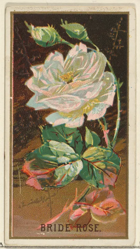 Bride Rose, from the Flowers series for Old Judge Cigarettes Wall Art by Goodwin & Company - High-Resolution Digital Print
