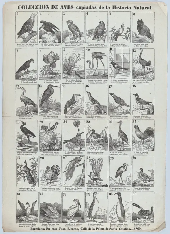 Broadside with images of 36 birds