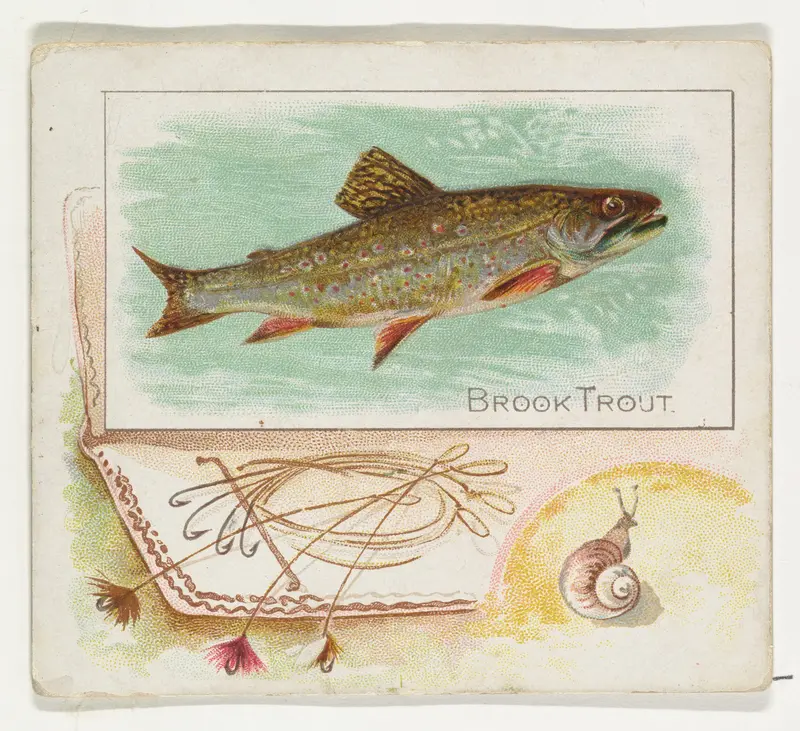 Brook Trout, from Fish from American Waters series (N39) for Allen & Ginter Cigarettes Wall Art by Allen & Ginter - High-Resolution Digital Print