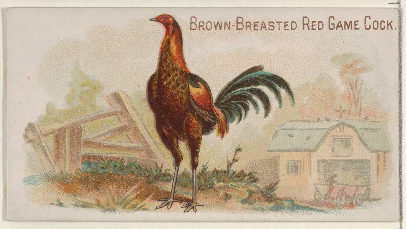 Brown-Breasted Red Game Cock, from the Prize and Game Chickens series (N20) for Allen & Ginter Cigarettes Wall Art by Allen & Ginter - High-Resolution Digital Print