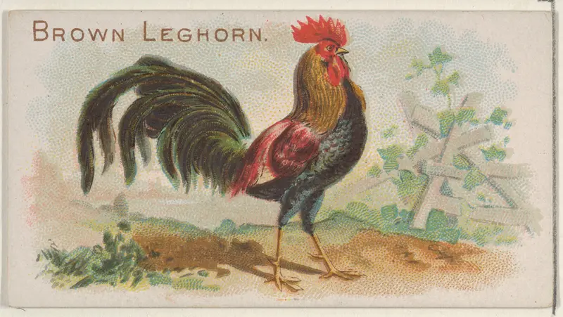 Brown Leghorn, from the Prize and Game Chickens series (N20) for Allen & Ginter Cigarettes Wall Art by Allen & Ginter - High-Resolution Digital Print