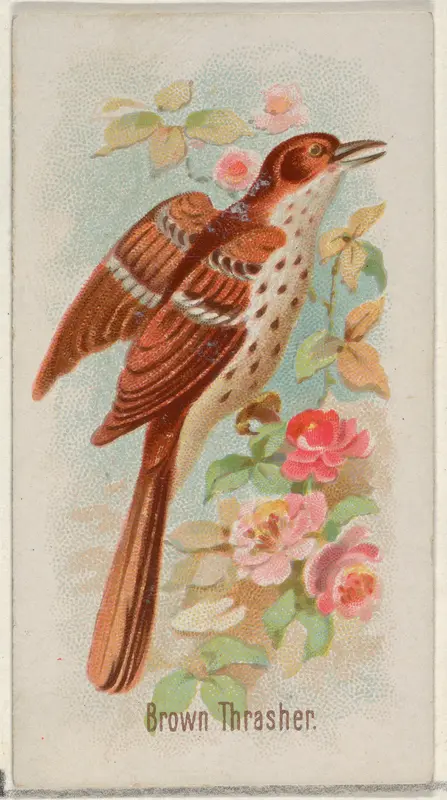 Brown Thrasher, from the Song Birds of the World series (N23) for Allen & Ginter Cigarettes Wall Art by Allen & Ginter - High-Resolution Digital Print