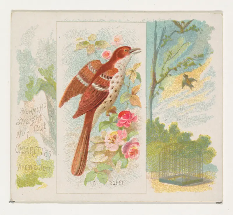 Brown Thrasher, from the Song Birds of the World series (N42) for Allen & Ginter Cigarettes Wall Art by Allen & Ginter - High-Resolution Digital Print