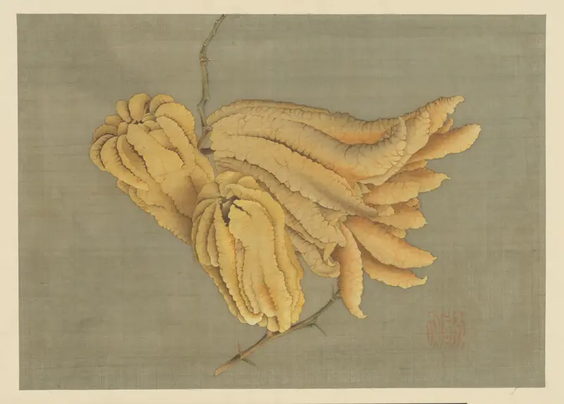Buddha’s Hand Citron (Busshukan)