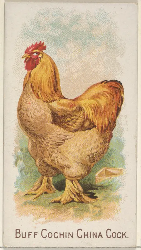 Buff Cochin China Cock, from the Prize and Game Chickens series (N20) for Allen & Ginter Cigarettes Wall Art by Allen & Ginter - High-Resolution Digital Print