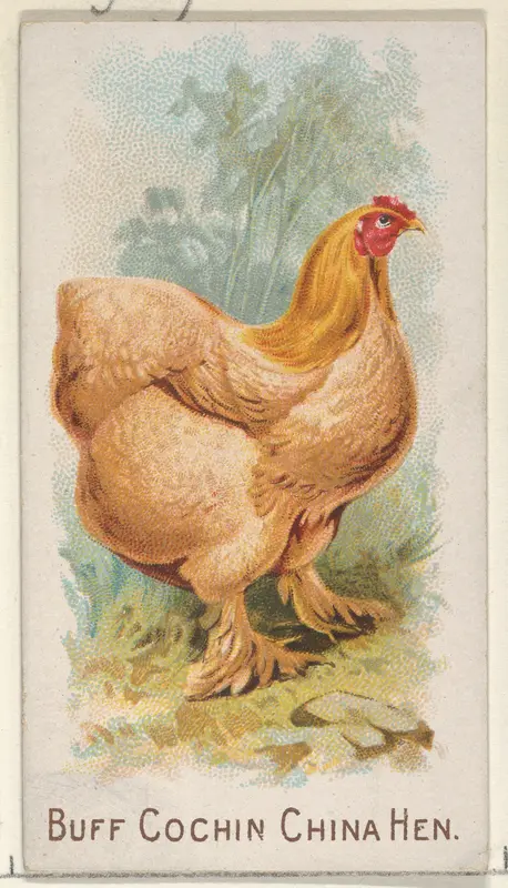Buff Cochin China Hen, from the Prize and Game Chickens series (N20) for Allen & Ginter Cigarettes Wall Art by Allen & Ginter - High-Resolution Digital Print