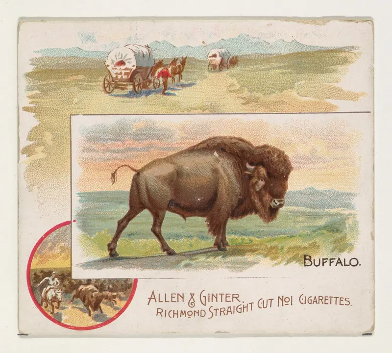 Buffalo, from Quadrupeds series (N41) for Allen & Ginter Cigarettes Wall Art by Allen & Ginter - High-Resolution Digital Print