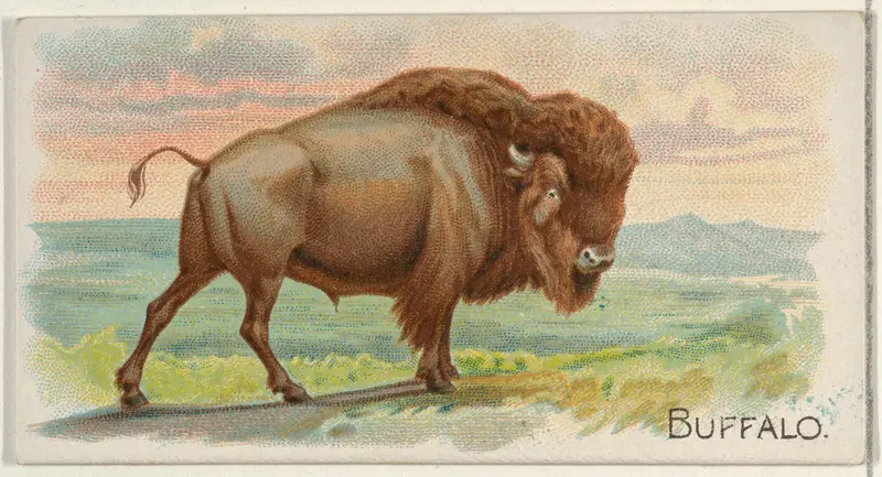 Buffalo, from the Quadrupeds series (N21) for Allen & Ginter Cigarettes Wall Art by Allen & Ginter - High-Resolution Digital Print